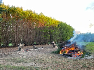 Leylandii bonfire