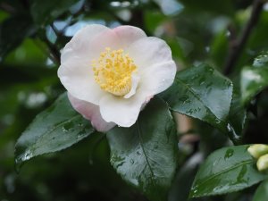 Camellia ‘Cinnamon Scentsation’