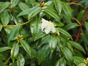 Rhododendron ‘Bo Peep’