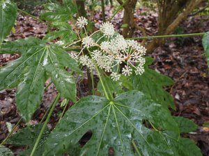 Fatsia polycarpa