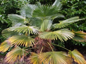 Trachycarpus wagnerianus