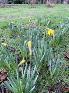 First daffodils