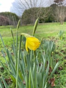 First daffodils