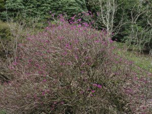 Rhododendron mucronulatum