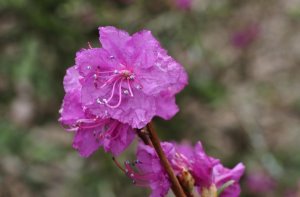 Rhododendron mucronulatum