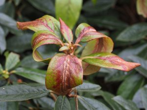 Rhododendron maddenii