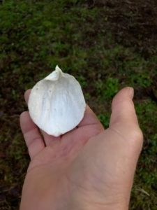 Magnolia ‘Strybing White’