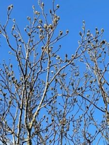 Magnolia ‘Strybing White’