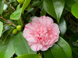 Camellia japonica ‘Kick Off’