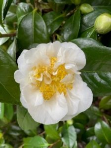 Camellia ‘Lulu Belle'