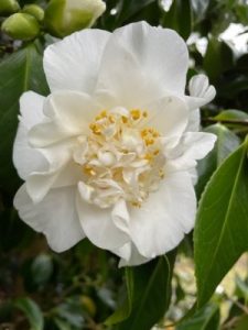 Camellia japonica ‘Mary Costa’