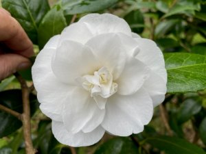Camellia japonica ‘Silver Chalice’
