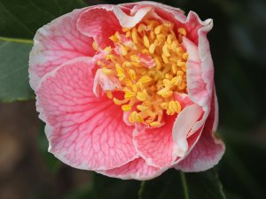 Camellia japonica ‘Oo La La’