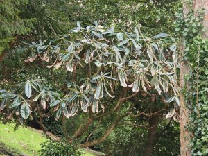 big leafed rhododendrons