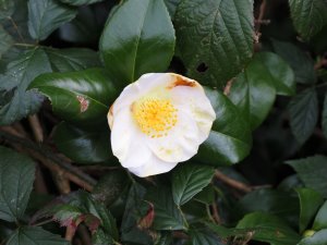 camellia japonica ‘Alba Simplex’
