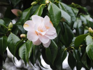 Camellia japonica ‘Magnoliiflora’