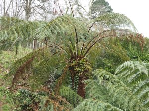 Tree fern fronds frosted