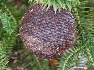 Araucaria bidwillii