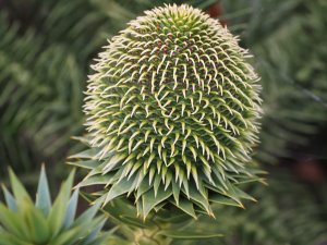 Araucaria bidwillii