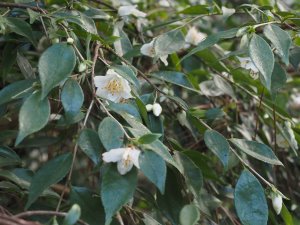 Camellia nokoensis