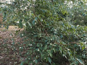 Camellia nokoensis