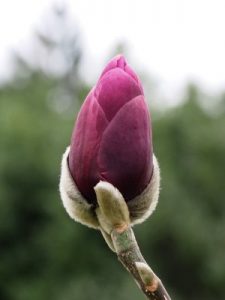 Magnolia ‘Black Tulip’ x ‘Darjeeling’