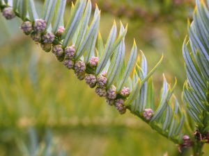 Cephalotaxus fortunei