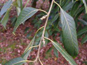 Quercus kiukiangensis