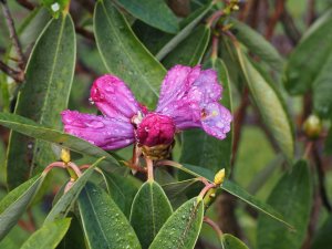 Rhododendron ririei