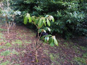 rhododendrons are now dying