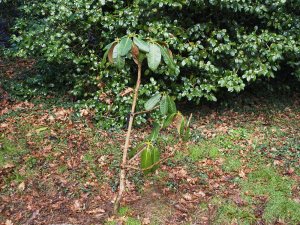 rhododendrons are now dying