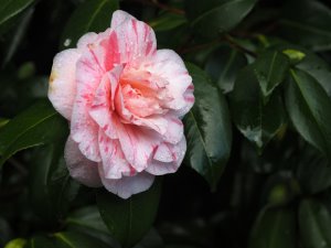Camellia japonica ‘Carter’s Sunburst’