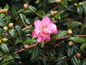 Camellia x williamsii ‘Mary Phoebe Taylor’