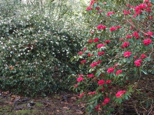 Rhododendron ‘Winter Intruder’ and Camellia ‘Winton’