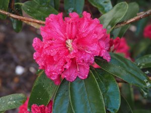 close up of Rhododendron ‘Winter Intruder’