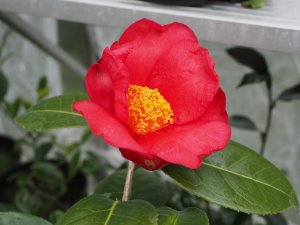 Camellia chekiangoleosa