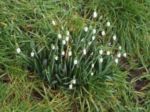 Galanthus elwesii