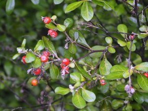 berries on the Corokia