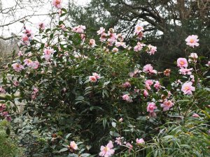 Camellia reticulata ‘Show Girl’