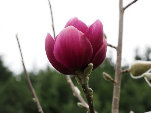 Magnolia ‘Black Tulip’ x ‘Darjeeling’