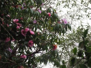 Rhododendron moulmainense and Camellia saluenensis