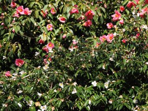 Camellia ‘Cornish Snow’ and Camellia reticulata ‘Mary Williams’