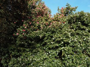 Camellia ‘Cornish Snow’ and Camellia reticulata ‘Mary Williams’