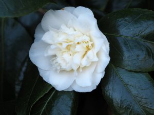 Camellia japonica ‘Sode-Gashuki’