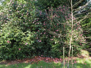 Camellia x williamsii
