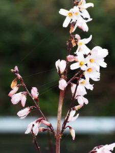 Abeliophyllum distichum ‘Roseum’