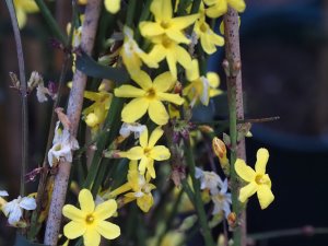 Jasminum nudiflorum