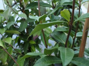 Trachelospermum jasminoides – green