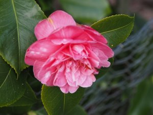 Camellia japonica ‘Italiana Vera’