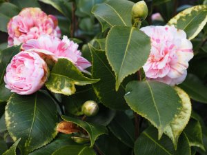 Camellia japonica ‘Italiana Vera’